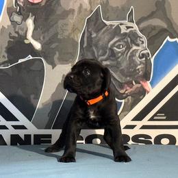 Orange Collar Black Female - Cane Corso puppy from Da Boyz Cane Corso