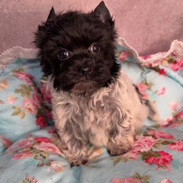 Pier - Parti male Yorkshire Terrier puppy in California from Yorkie & Maltese Royalty