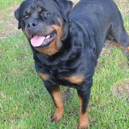 French Bulldogs from Fababull French bulldogs