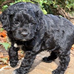 Pongo - Black and white male Cockapoo puppy in Williamston, South Carolina from Sassy Bob’s Dogs