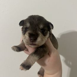 Girl 2 - Salt and pepper female Miniature Schnauzer puppy in Center Ridge, Arkansas from J Bar B Kennels