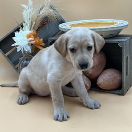 Teal - Yellow female Labrador Retriever puppy in Heath Springs, South Carolina from Rich Hill Retrievers