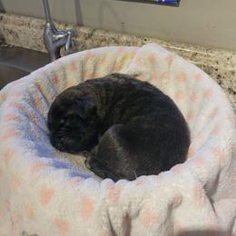 Girl 6 - Brindle female Mastiff puppy in Atlanta, Michigan from Legacy Mastiffs