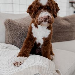 Fields - Goldendoodle