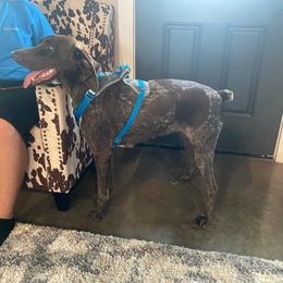 Harper - Liver roan female German Shorthaired Pointer puppy in Huntington, Texas from B&B GSP’S