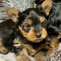 Yorkshire Terrier Puppies from YorkiStars