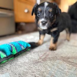 BTG - Black tri female Miniature Australian Shepherd puppy in Bethany, Illinois from Rachel at Marrowbone Creek Aussies
