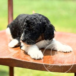 Osaka (Orange) - Tri-color male Bernedoodle puppy in Rockwall, Texas from Glory Doodles