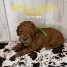 Boots - Red  male Goldendoodle puppy in Houston, Texas from Golden Life Doodles
