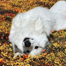 Great Pyrenees from Painted Sky