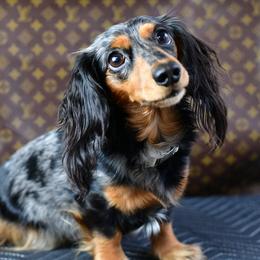 Willow - Dachshund