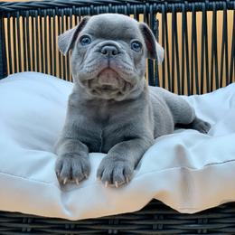 Biggie - Brindle male French Bulldog puppy in Minneapolis, Minnesota from Flyazz Frenchies Kennels