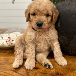 Betsy - Cream female Goldendoodle puppy in Rienzi, Mississippi from Saddle Hill Farms