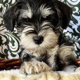 Wyatt - Black and silver male Miniature Schnauzer puppy in Frankford, Delaware from Miniature Schnauzers of Delmarva