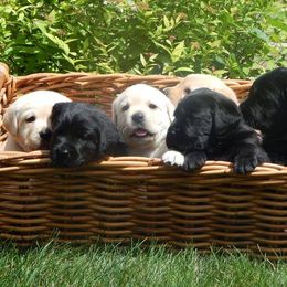 Labrador Retriever Puppies from Destiny Labradors