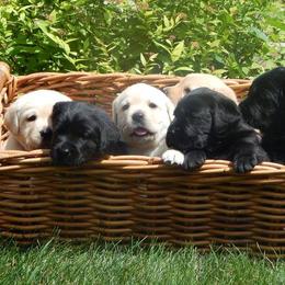 Labrador Retriever Puppies from Destiny Labradors