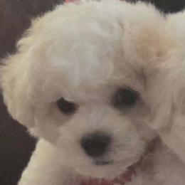 Soju - White and buff male Bichon Frise puppy in Cape Coral, Florida from Arralaine Pups