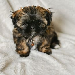 Blisstina AKC (Brown Collar) - Shih Tzu puppy from Good Lil Shih Tzu