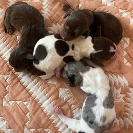 Cherry - Chocolate and tan female Dachshund puppy in Yuba City, California from The Navarro Furbabies