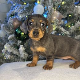 Josie - Gray (blue) and tan female Dachshund puppy in Mountain Grove, Missouri from Happy Hounds and More🐾