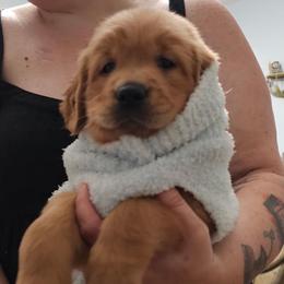 Beau - Dark golden male Golden Retriever puppy in Orange City, Florida from Sidekick Retrievers