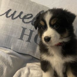 Australian Shepherd Puppies from Aussies Lunay