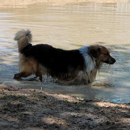 Bricker - English Shepherd