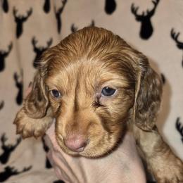 Chevy - Dapple male Dachshund puppy in Antlers, Oklahoma from MoMo's Dachshunds