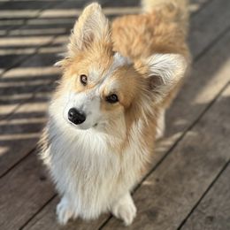 Theory - Pembroke Welsh Corgi
