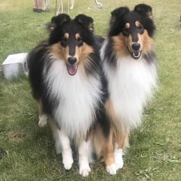 Collies from Aura Island
