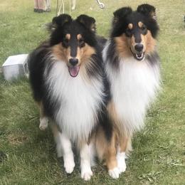 Collies from Aura Island