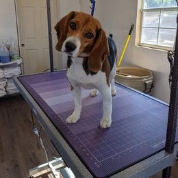 Beagle All Grown Up from Utah Beautiful Beagles