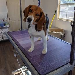 Beagle All Grown Up from Utah Beautiful Beagles
