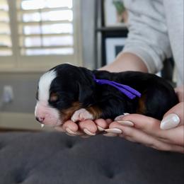 Lady - Tri-color female Bernedoodle puppy in Murray, Utah from Sun Valley Doodles