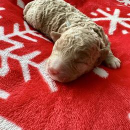 Charlie - Apricot male Goldendoodle puppy in New Britain, Connecticut from Goldendoodles Yorkiepoo Stars CT