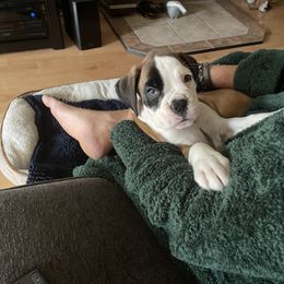 Boxer Puppies from Von Royal Dell’Infinite