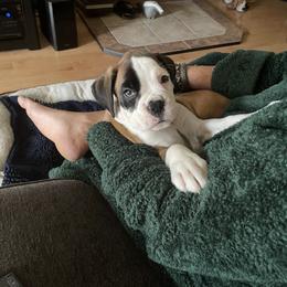 Boxer Puppies from Von Royal Dell’Infinite
