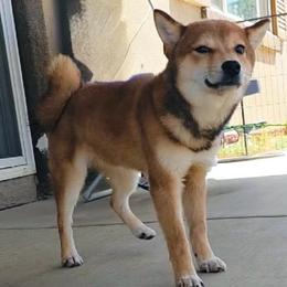 Boy 1 - Sesame male Shiba Inu puppy in Wildomar, California from Almond & Sesame
