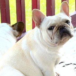 Nova - French Bulldog