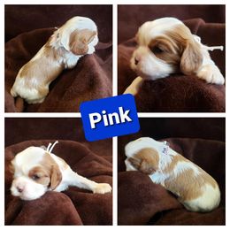 Cavalier King Charles Spaniel Puppies from Above All Else Love