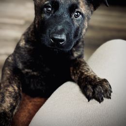 Belgian Malinois and xDutch Shepherd Puppies from OreVis Malinois