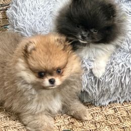 Pomeranian Puppies from Nikki’s lil Pomeranians