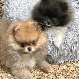 Pomeranian Puppies from Nikki’s lil Pomeranians