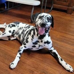 Neville - Dalmatian