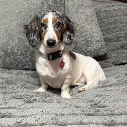 So - Dachshund