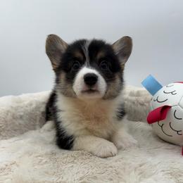 Helena - Black and tan female Pembroke Welsh Corgi puppy in Minooka, Illinois from Lucky J Corgis