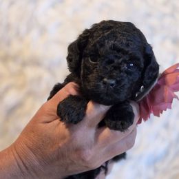 Winifred Light Pink aka Sage - Phantom female Bernedoodle puppy in Vernon, Texas from Sugarland's Texas Goldendoodles