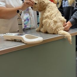 Australian Labradoodle Puppies from High Mist Mountain Australian Labradoodles