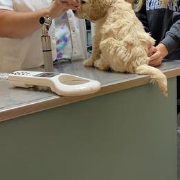 Australian Labradoodle Puppies from High Mist Mountain Australian Labradoodles
