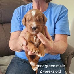 Dark green male - Red male Bernedoodle puppy in Fairmount, Indiana from Capens' Doodles,Poodles and Poo's